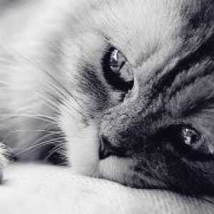 Панлевкопения при котките - Симптоми