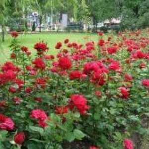 Роза парк