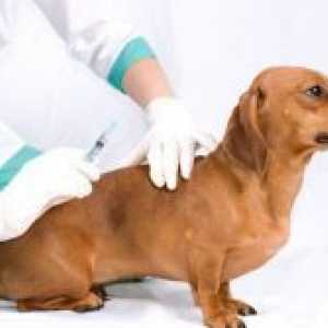 Парвовирус ентерит при кучета