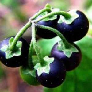 Черно куче грозде - полезни свойства