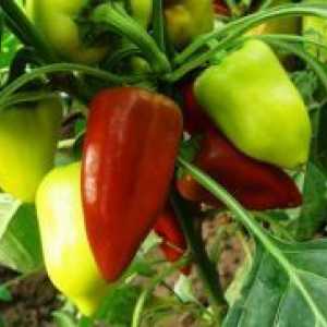 Peppers - засяване и грижи за разсад