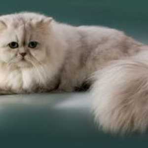 Персийска котка порода