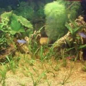 Хранителен почвата за аквариумни растения