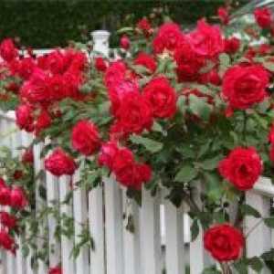 Катерене роза - отглеждане и грижа