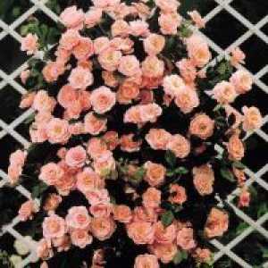 Катерене рози, цъфтящи през цялото лято - зимни издръжливи сортове