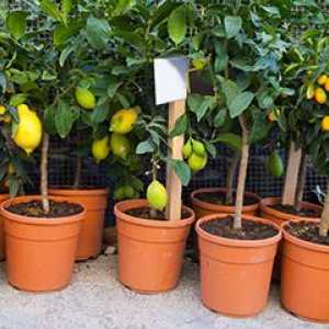 Плододаващи растения у дома: как да се обръщат един апартамент в градината