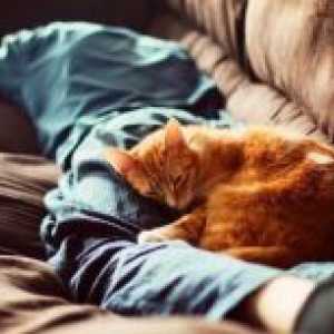 Защо котките спят на мъжа?