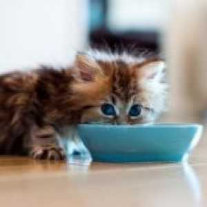 Защо котето не яде?