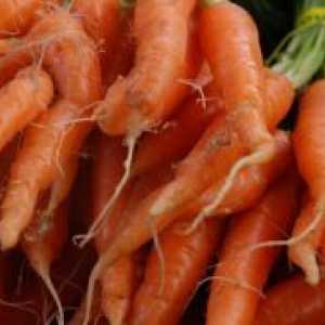 Защо моркови расте възбудена?