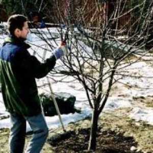 Подготовка дървета за зимата