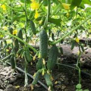 Торене краставица по време на плодните