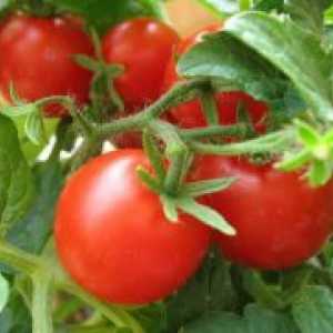 Торене на домати в оранжерия