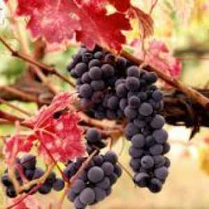 Торене грозде през есента