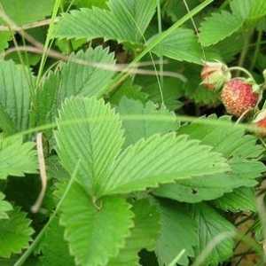 Strawberry поле - полезни свойства и противопоказания