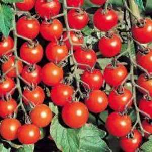 Чери домати - нарастваща