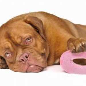 Диария при Кучета - причини и лечение