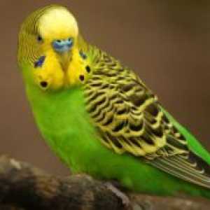 Диария при вълнисто папагалче - лечение