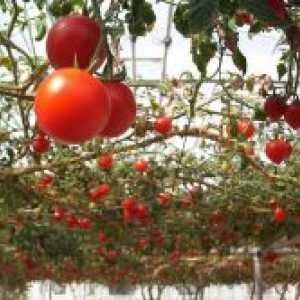 Известни сортове домати за оранжерии
