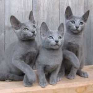Руска синя котка порода