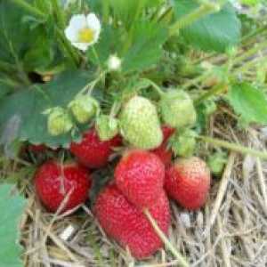 Засаждане на ягоди лятото