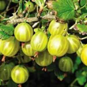 Засаждането на пролетта цариградско грозде
