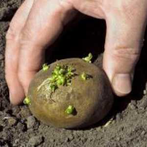 Засаждане на ранни картофи