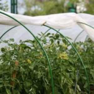 Семена за посев на доматен разсад в оранжерията