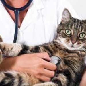Поведението на котката след стерилизация