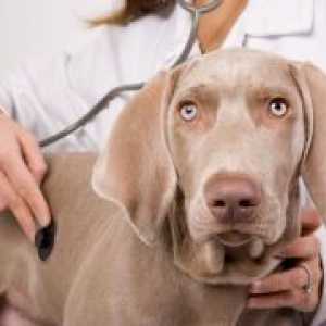 Ваксинация на кучета