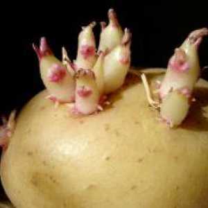 Покълване картофи преди засаждане