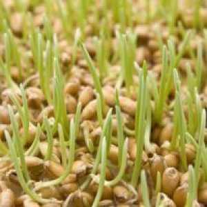 Пшеничен зародиш - ползи