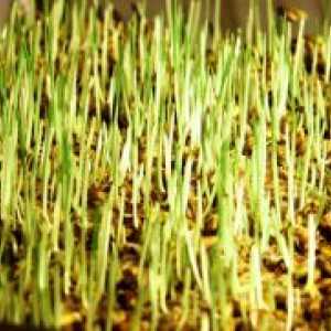 Покълналите пшеница - ползи и вреди