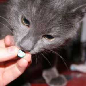 Противоглистно лекарства за котки