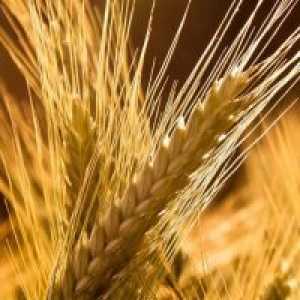 Пшеница, булгур - ползи и вреди