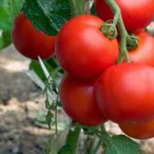 Рано нискостъблени сортове домати за открито поле
