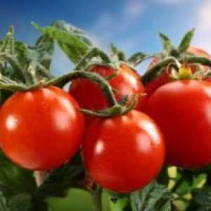 Ранните сортове домати