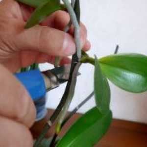 Възпроизвеждането на орхидеи в къщи