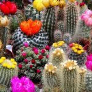 Разновидности на кактуси