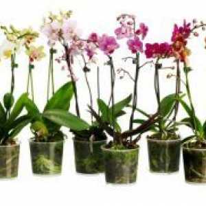 Развъждане орхидеи у дома