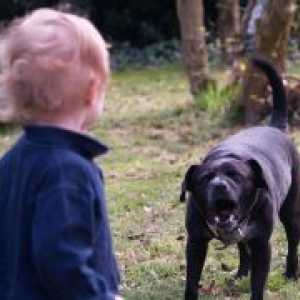 Едно дете ухапан от куче - какво да правя?