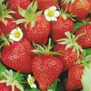 Ремонтантна ягоди - засаждане и грижи