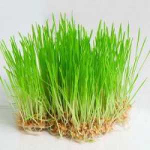 Пшеничен зародиш - ползите и вредите