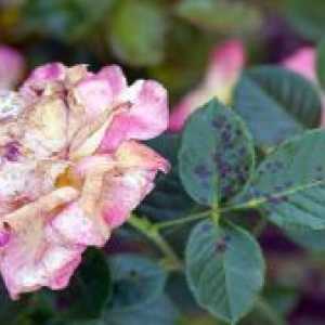 Roses - вредители и болести
