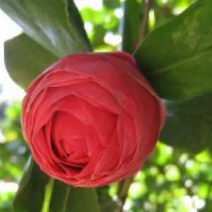 Camellia градина - засаждане и грижи