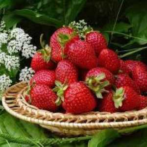 Garden ягодови - ползи и вреди