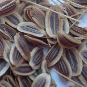 Копър семена - лечебни свойства и противопоказания