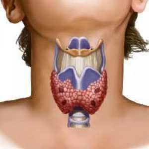 Щитовидната - Хормони