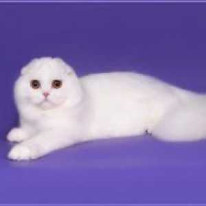 Шотландски котка - описание на породата