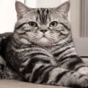 Шотландски pryamouhie котка - описание на породата