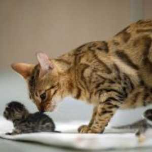 Колко котенца котка ражда за първи път?